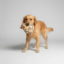golden retriever playing a rope toy