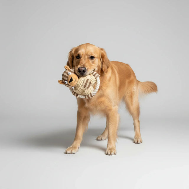 golden retriever playing a rope toy