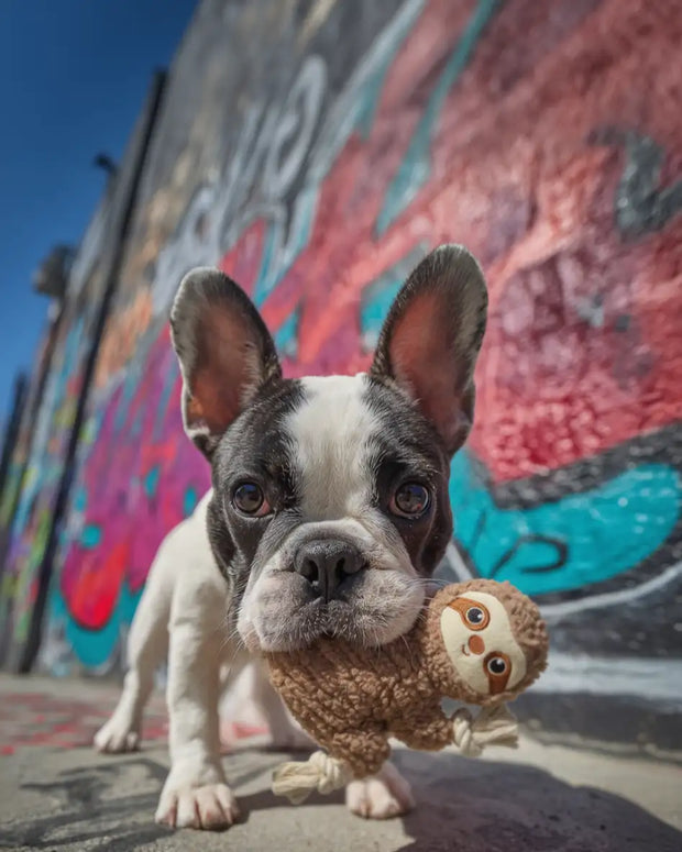 <h2><a href="/collections/interactive-dog-toys" title="Interactive">Interactive Toys</a></h2>